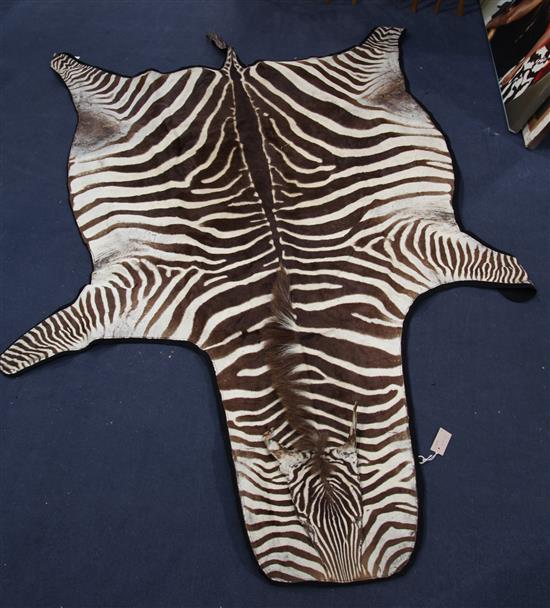A taxidermic zebra skin rug, L.8ft 4in.